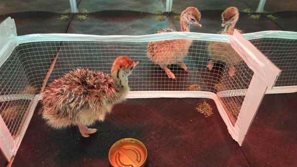 Ostrich chicks and fertile ostrich eggs for sale